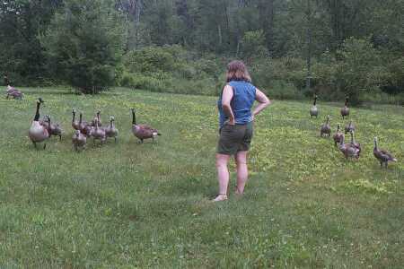 Talking to geese