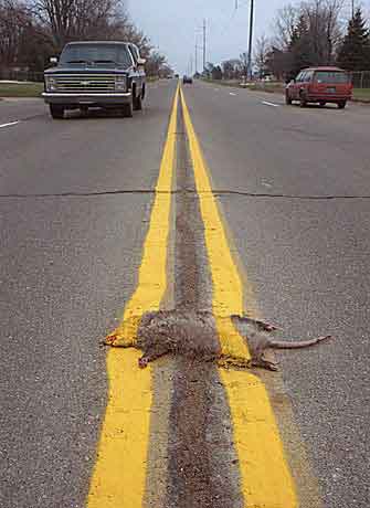painted roadkill